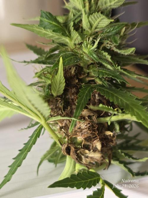 White Widow X Crystal Meth Outside 2026. Week 12