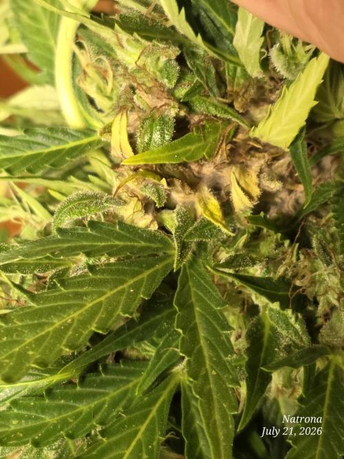 White Widow X Crystal Meth Outside 2026. Week 12