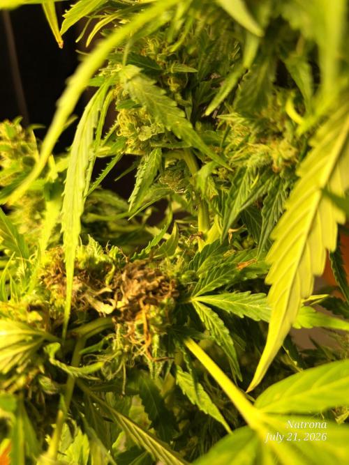 White Widow X Crystal Meth Outside 2026. Week 12