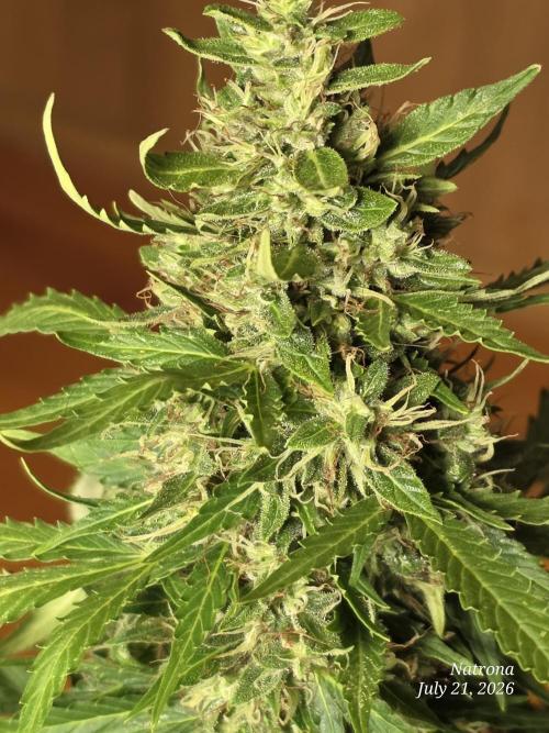 White Widow X Crystal Meth Outside 2026. Week 12