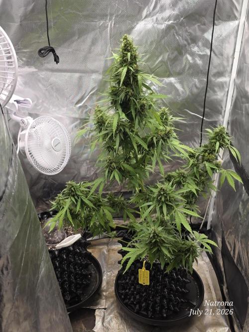 White Widow X Crystal Meth Outside 2026. Week 12