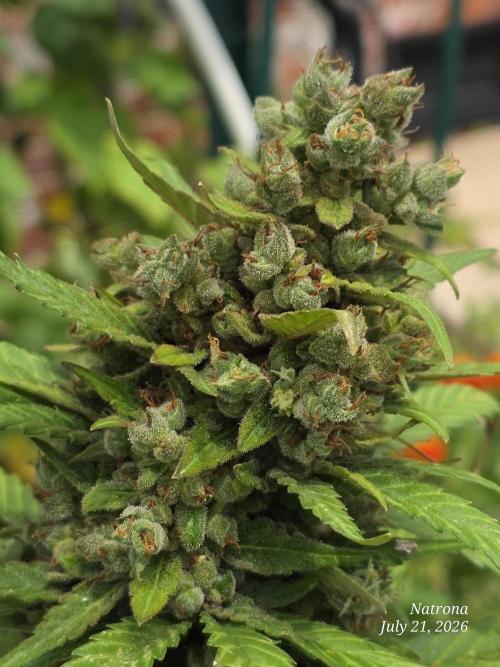 Whorled Phyllotaxy-Hawaiian Snow auto. Week 11