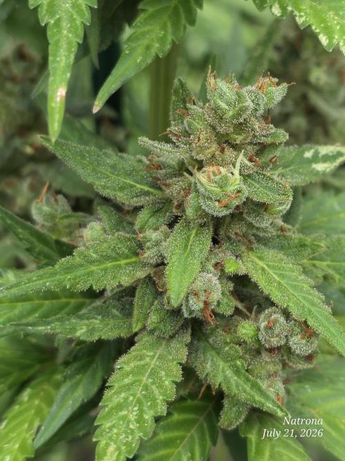 Whorled Phyllotaxy-Hawaiian Snow auto. Week 11