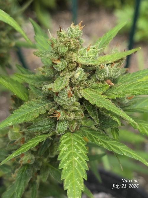 Whorled Phyllotaxy-Hawaiian Snow auto. Week 11