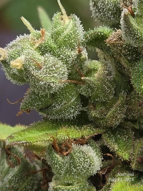 Whorled Phyllotaxy-Hawaiian Snow auto. Week 11