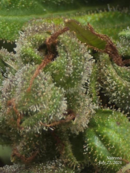 Whorled Phyllotaxy-Hawaiian Snow auto. Week 11