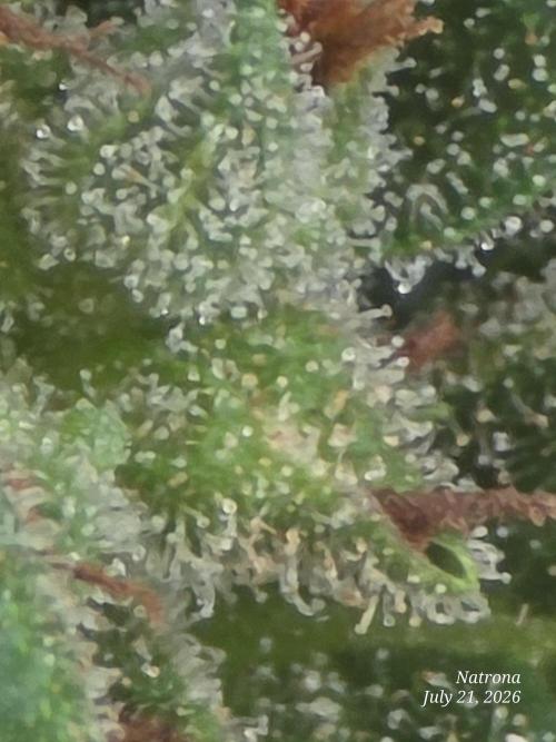Whorled Phyllotaxy-Hawaiian Snow auto. Week 11