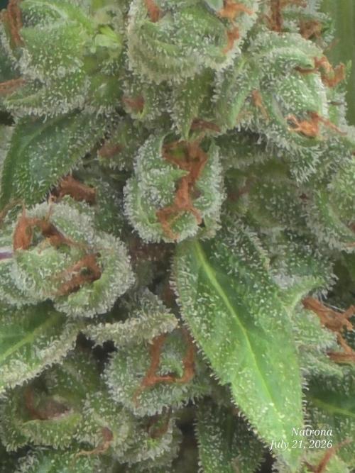 Whorled Phyllotaxy-Hawaiian Snow auto. Week 11