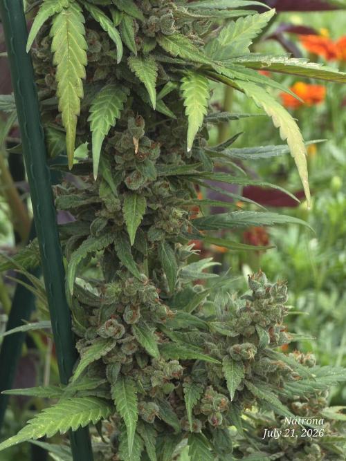 Whorled Phyllotaxy-Hawaiian Snow auto. Week 11