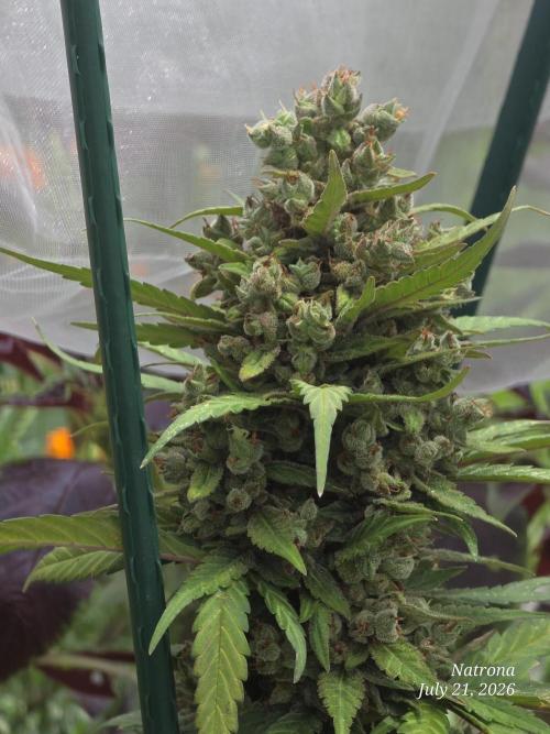 Whorled Phyllotaxy-Hawaiian Snow auto. Week 11