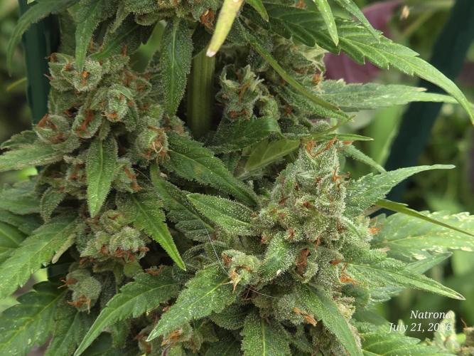 Whorled Phyllotaxy-Hawaiian Snow auto. Week 11