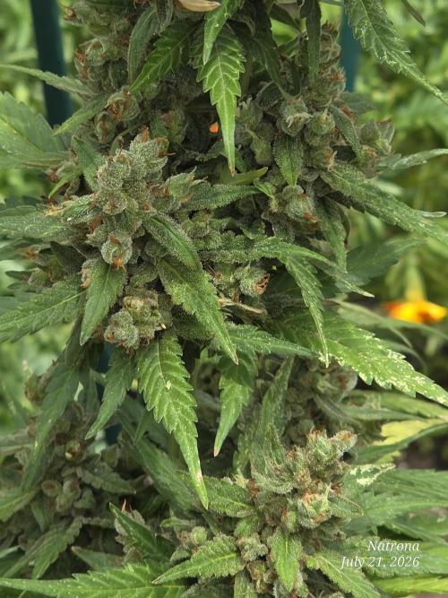 Whorled Phyllotaxy-Hawaiian Snow auto. Week 11