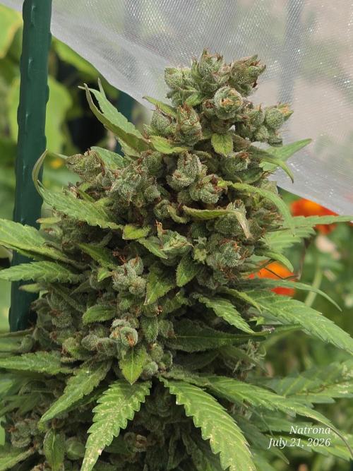 Whorled Phyllotaxy-Hawaiian Snow auto. Week 11