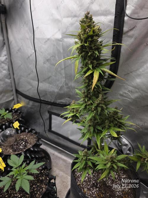 Whorled Phyllotaxy-Hawaiian Snow auto. Week 11