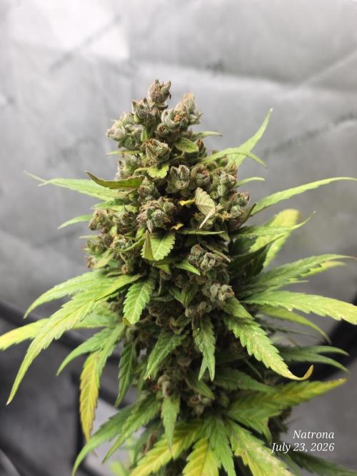 Whorled Phyllotaxy-Hawaiian Snow auto. Week 11