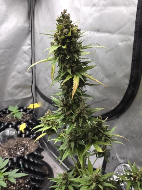 Whorled Phyllotaxy-Hawaiian Snow auto. Week 11