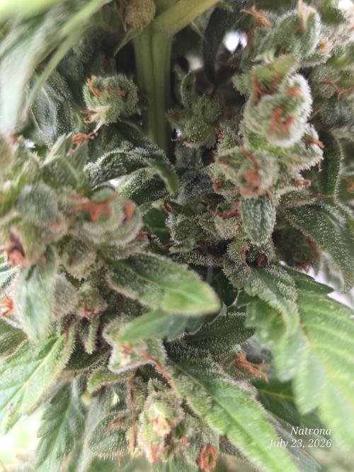 Whorled Phyllotaxy-Hawaiian Snow auto. Week 11