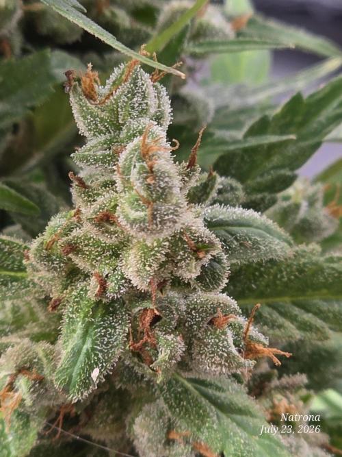 Whorled Phyllotaxy-Hawaiian Snow auto. Week 11