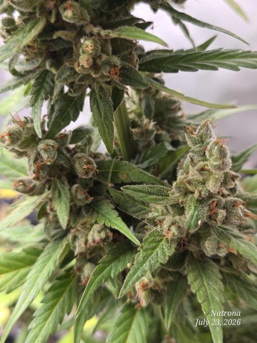 Whorled Phyllotaxy-Hawaiian Snow auto. Week 11 - 3 nodes