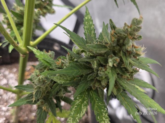 Whorled Phyllotaxy-Hawaiian Snow auto. Week 11