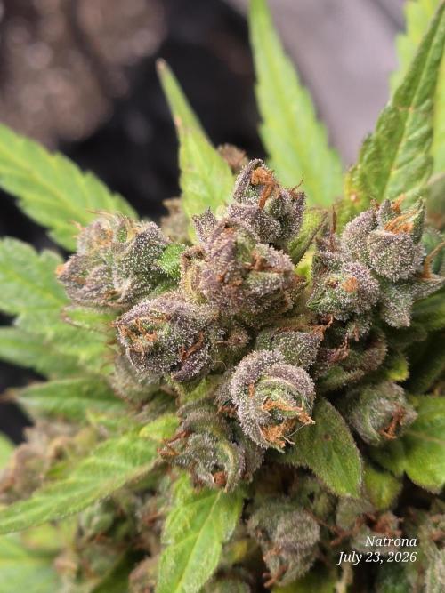 Whorled Phyllotaxy-Hawaiian Snow auto. Week 11