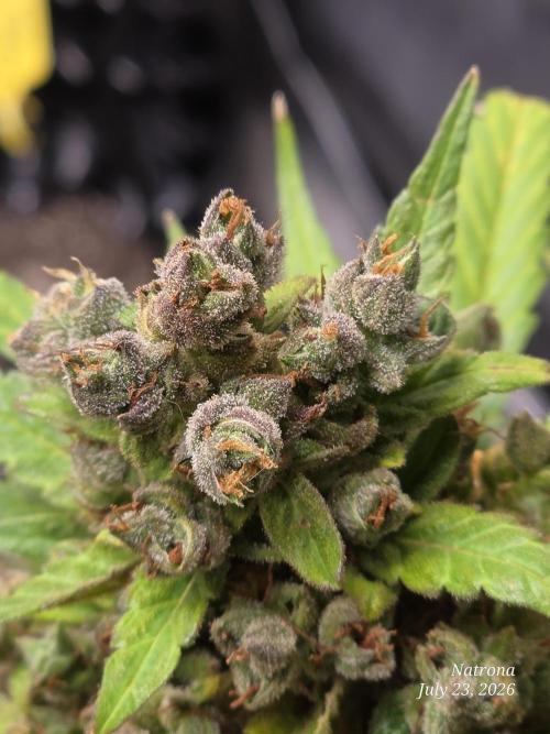 Whorled Phyllotaxy-Hawaiian Snow auto. Week 11