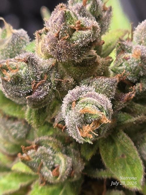 Whorled Phyllotaxy-Hawaiian Snow auto. Week 11