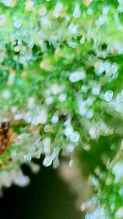 Whorled Phyllotaxy-Hawaiian Snow auto. Week 11