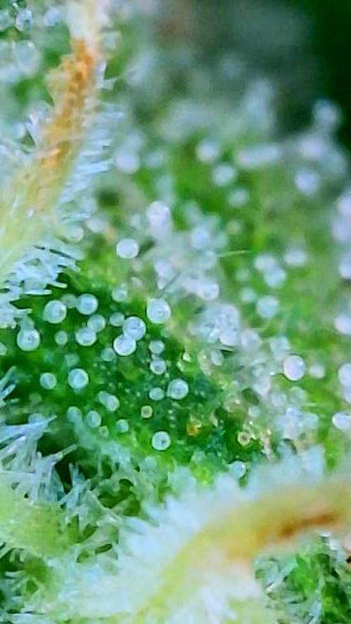 Whorled Phyllotaxy-Hawaiian Snow auto. Week 11