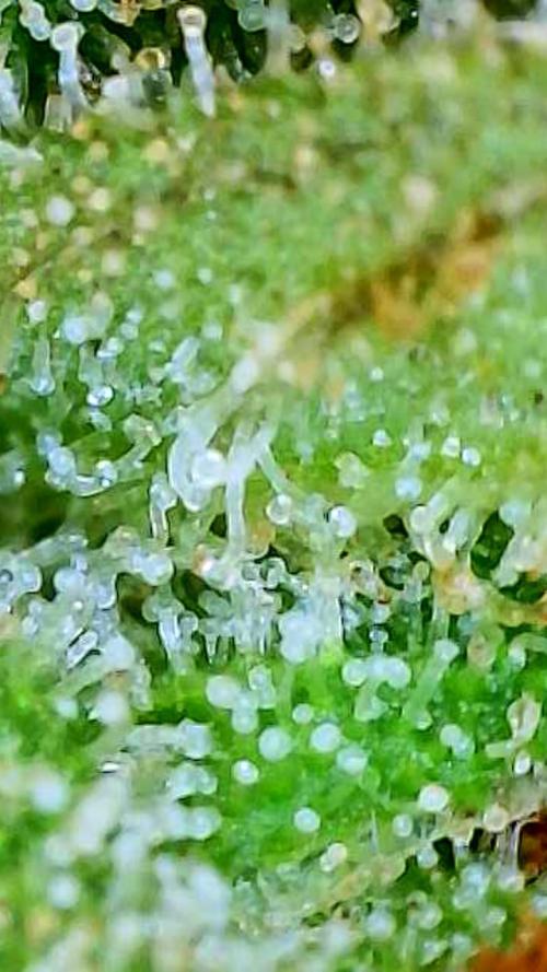 Whorled Phyllotaxy-Hawaiian Snow auto. Week 11