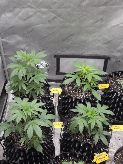 Auto Wappa. Week 3