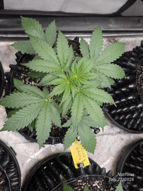 Auto Wappa. Week 3