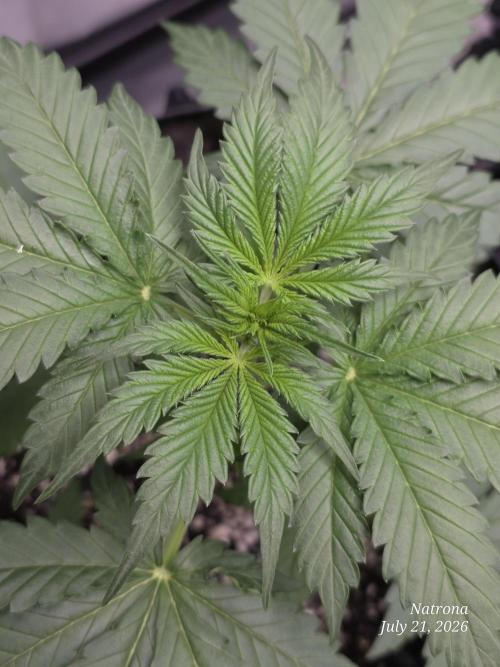 Auto Wappa. Week 3