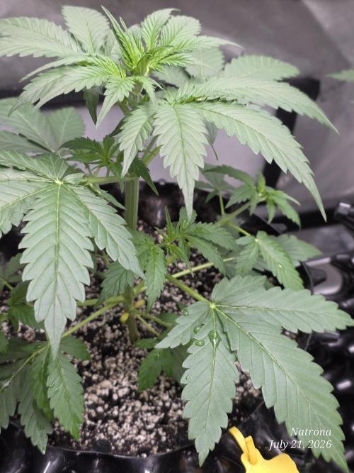 Auto Wappa. Week 3