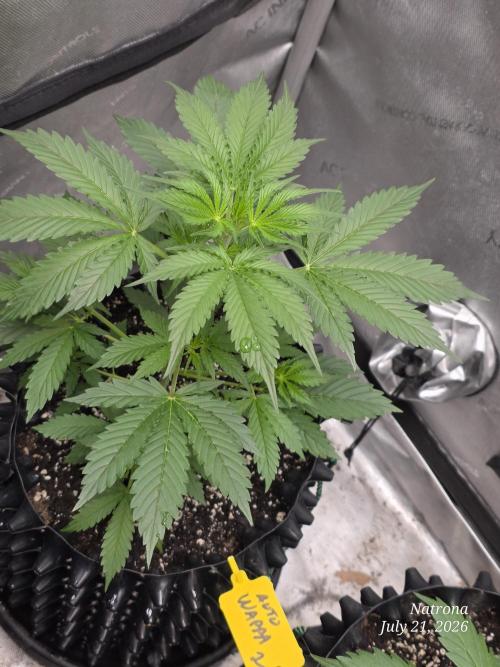 Auto Wappa. Week 3