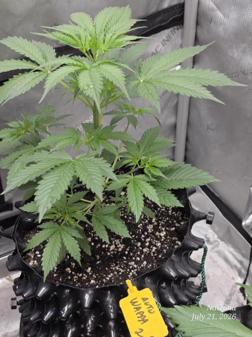 Auto Wappa. Week 3