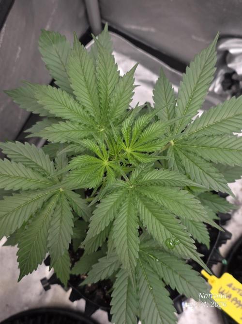 Auto Wappa. Week 3