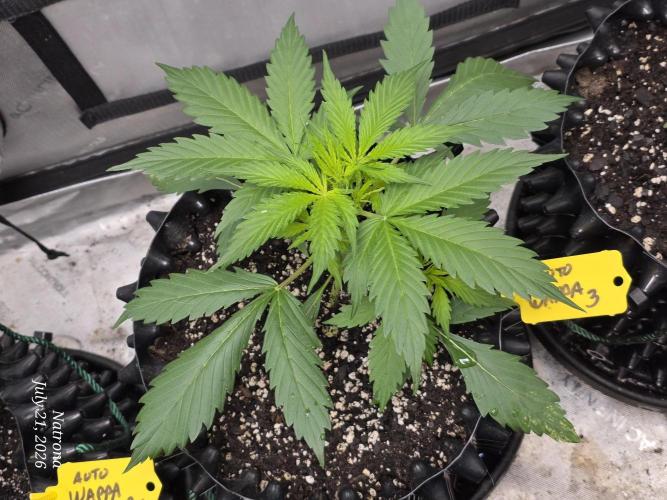 Auto Wappa. Week 3