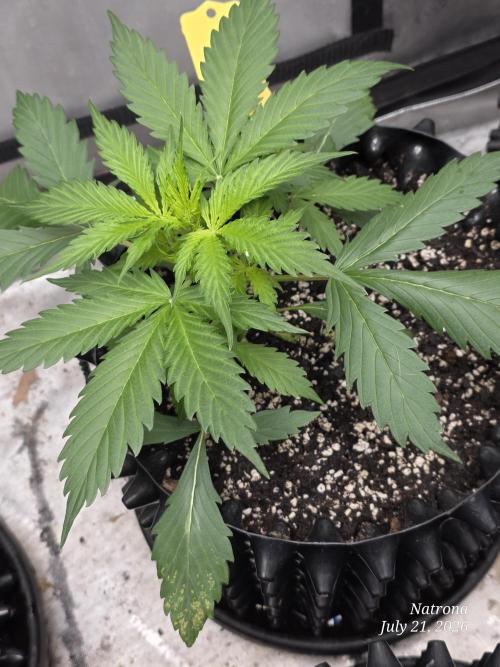 Auto Wappa. Week 3