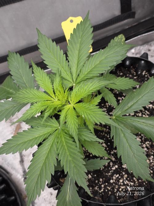 Auto Wappa. Week 3