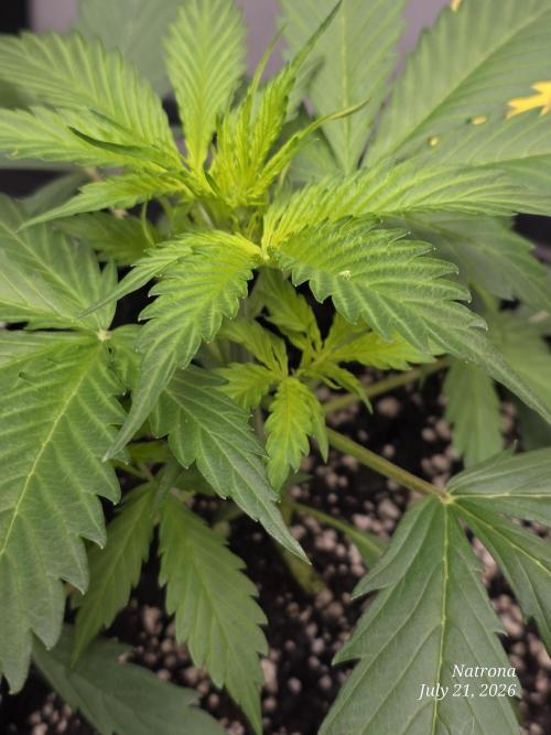 Auto Wappa. Week 3