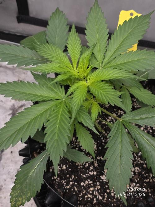 Auto Wappa. Week 3