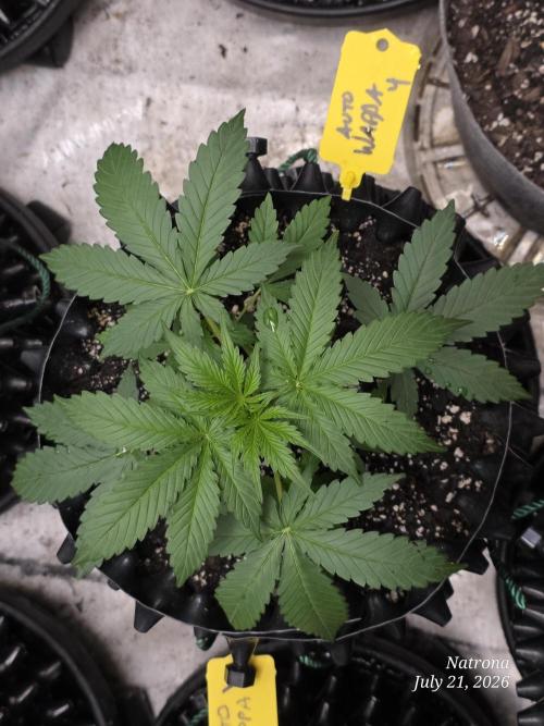 Auto Wappa. Week 3