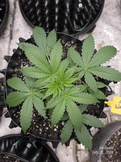 Auto Wappa. Week 3