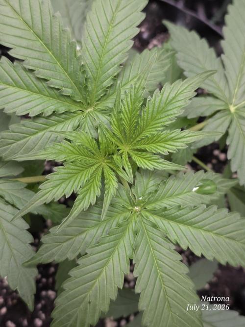 Auto Wappa. Week 3