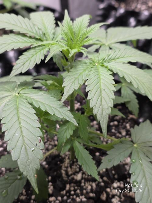 Auto Wappa. Week 3