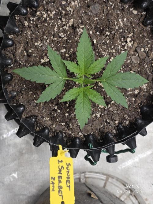 Sunset Sherbet auto. Week 2