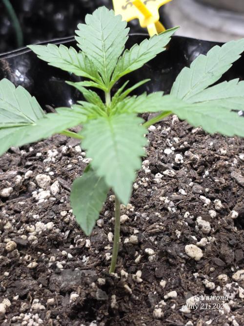 Sunset Sherbet auto. Week 2