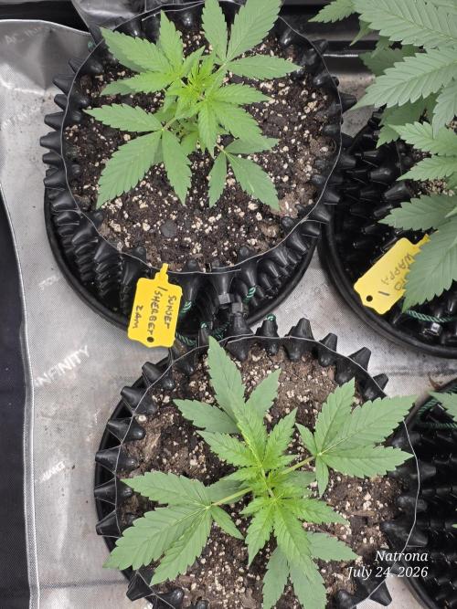Sunset Sherbet auto. Week 2