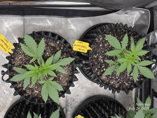 Sunset Sherbet auto. Week 2